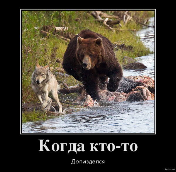 Медведь демотиватор