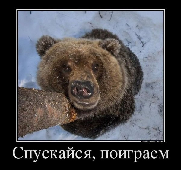 Медведь демотиватор