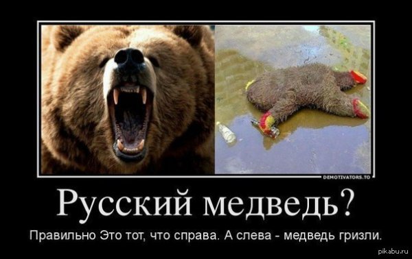 Афоризмы про медведей