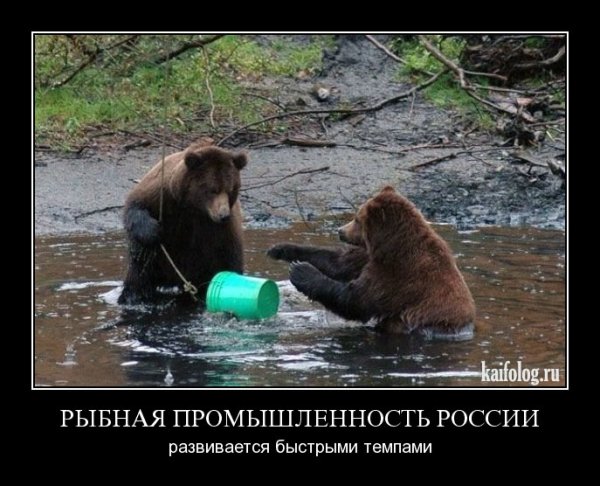 Медведь демотиватор