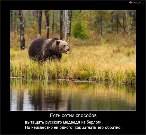 Русский медведь демотиватор
