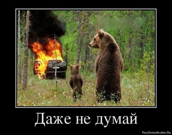 Мишки в лесу демотиватор