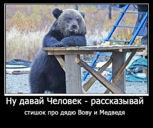 Медведь прикол