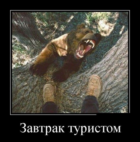 Медведь прикол