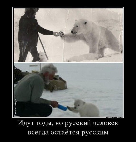 Медведи Россия юмор