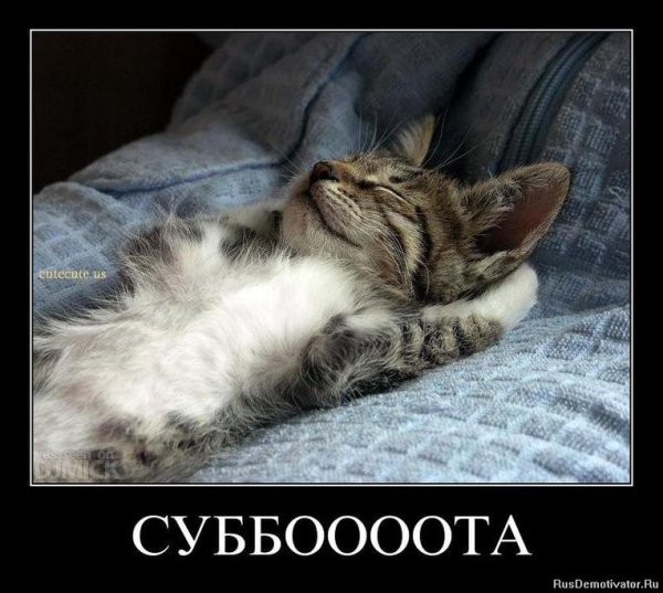 Котенок. Спокойной ночи!
