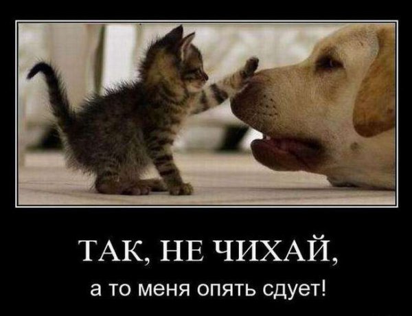 Демотиваторы кошки и собаки