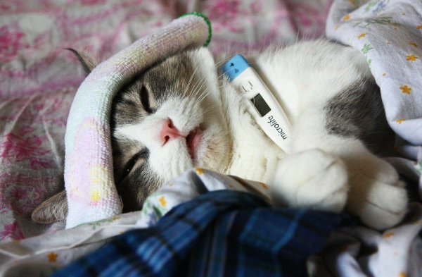 Кошка с градусником