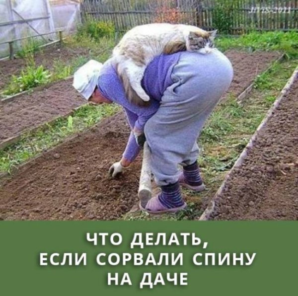 Приколы про дачу