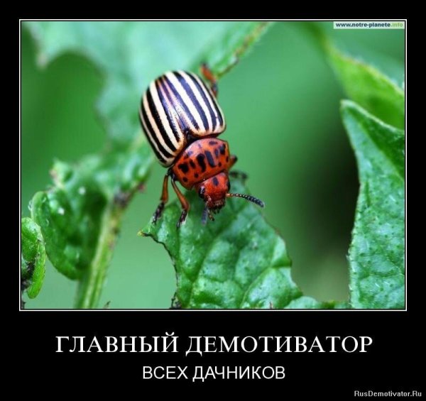 Демотиваторы про дачу смешные