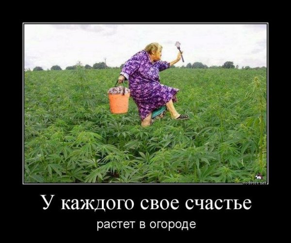 Приколы про дачу