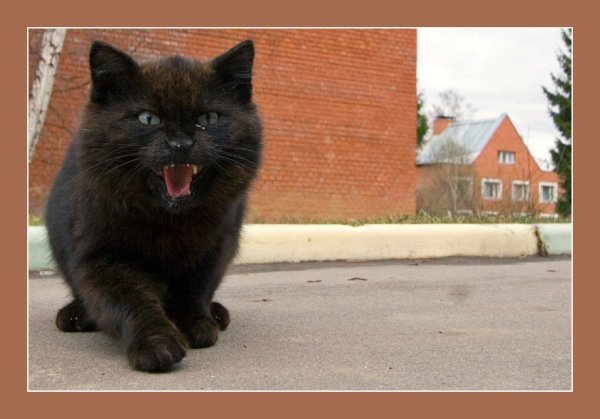 Демотиватор черный кот (46 фото)
