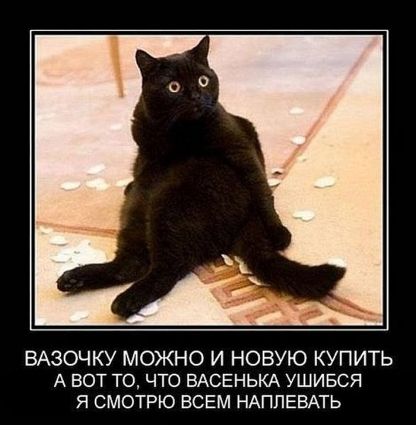 Демотиваторы с котами прикольные