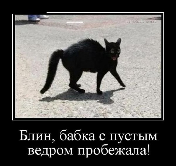 Демотиваторы кошки