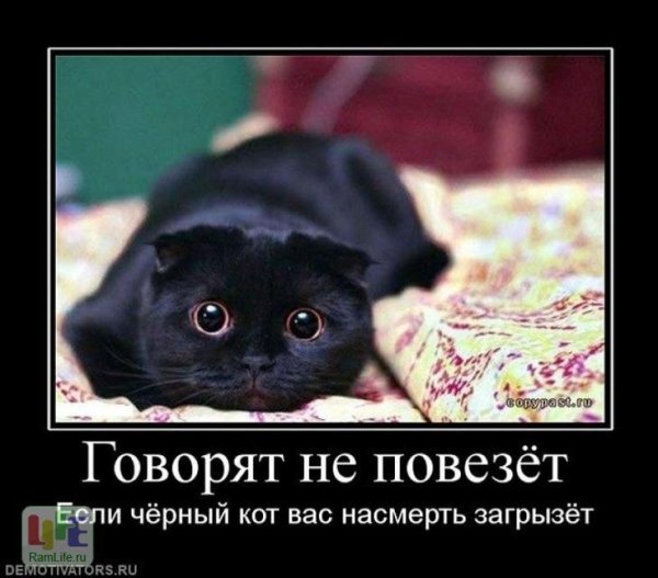 Говорят не повезет если черный кот