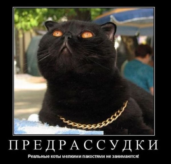 Черный кот юмор