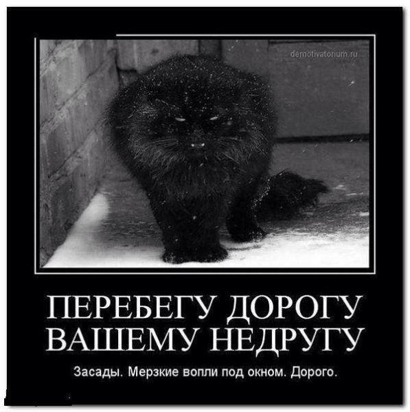 Перебегу дорогу вашему недругу