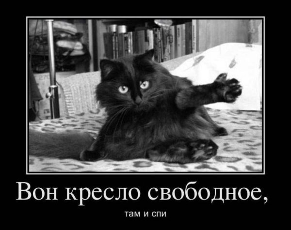 Демотиваторы про котов