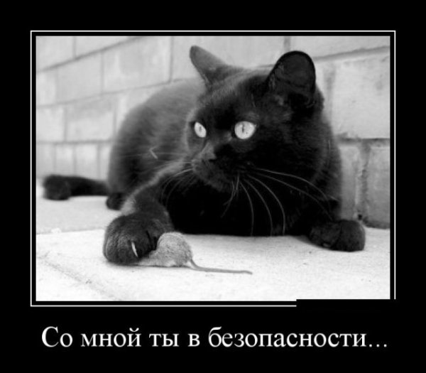 Черная кошка юмор