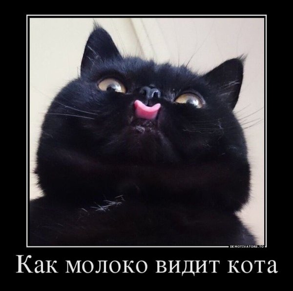 Смешные чёрные коты с надписями
