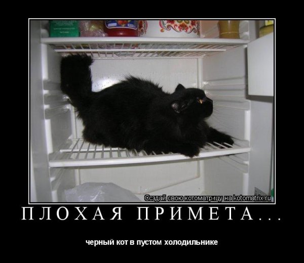 Черный кот прикол