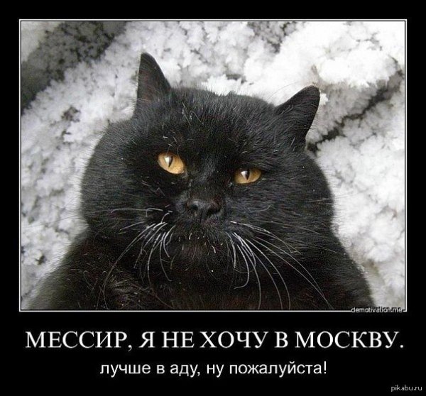 Черный кот демотиватор