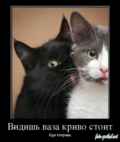 Котики демотиваторы