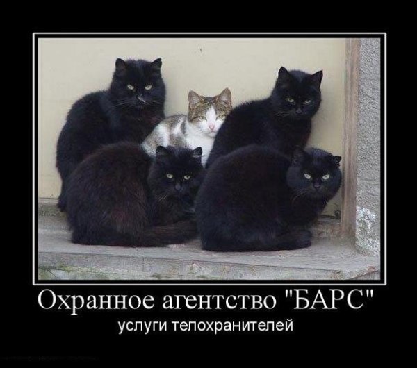 Она не танцует коты