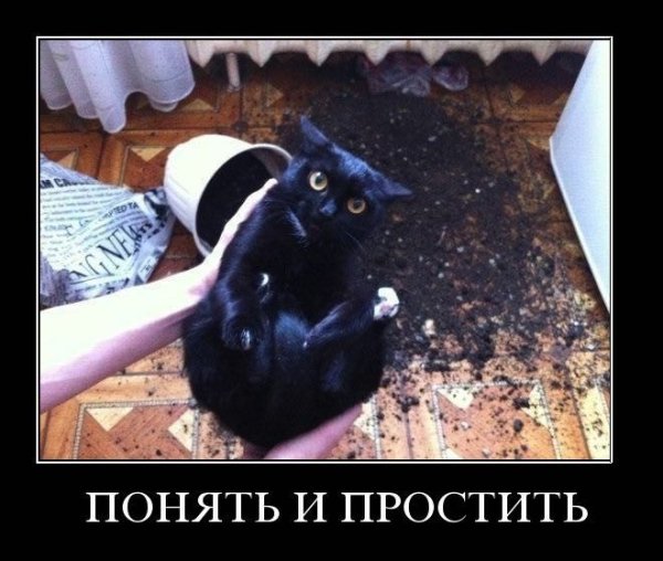 Черный кот демотиватор