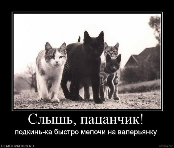 Братва котов