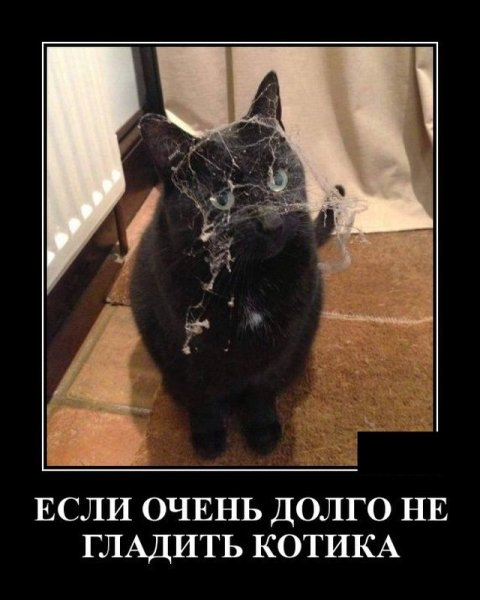 Коты демотиваторы
