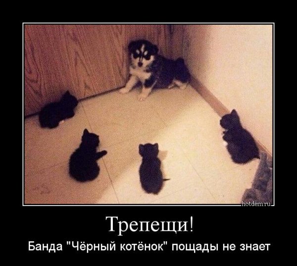 Черный кот демотиватор
