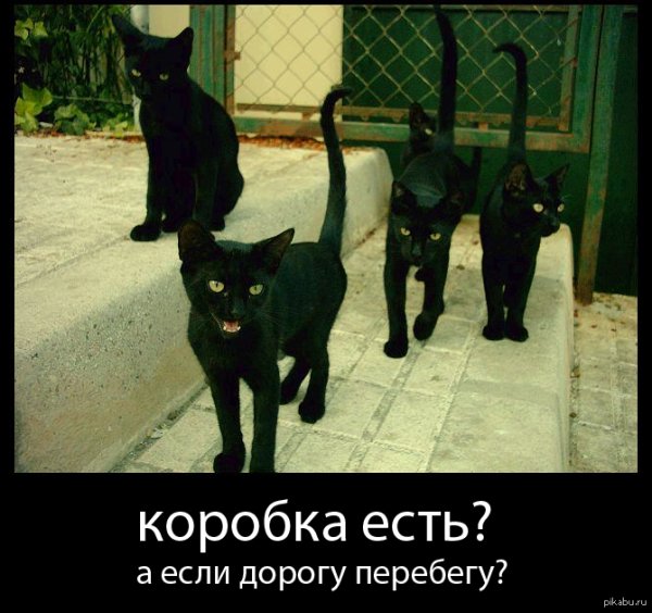 Черный кот демотиватор