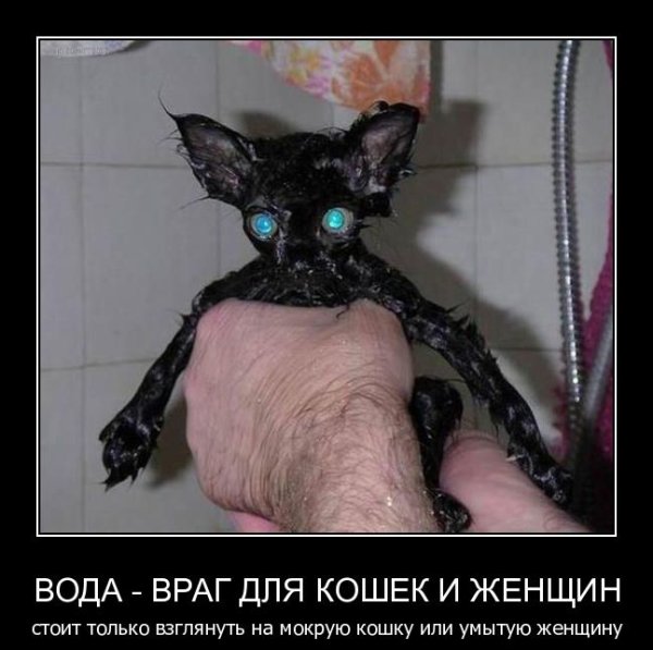 Демотиваторы кошки