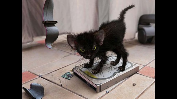 Демотиваторы злые котики
