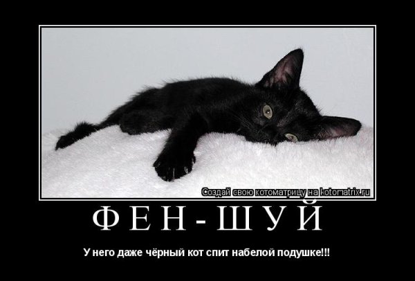 Черная кошка юмор