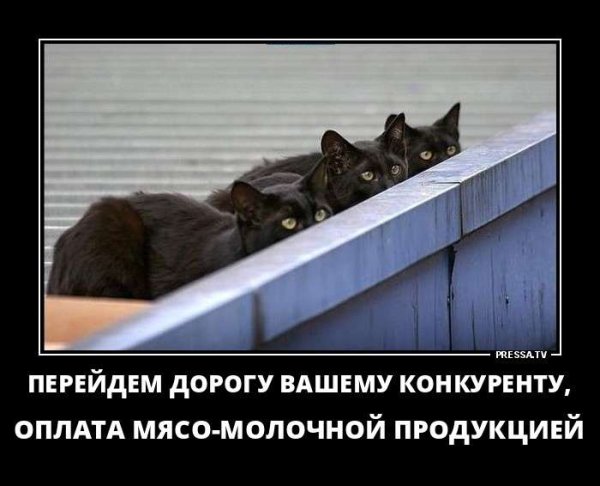 Черная кошка юмор