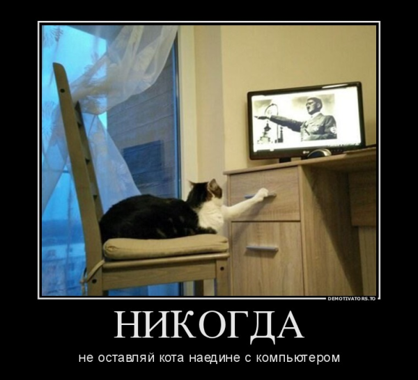 Кошачьи демотиваторы смешные