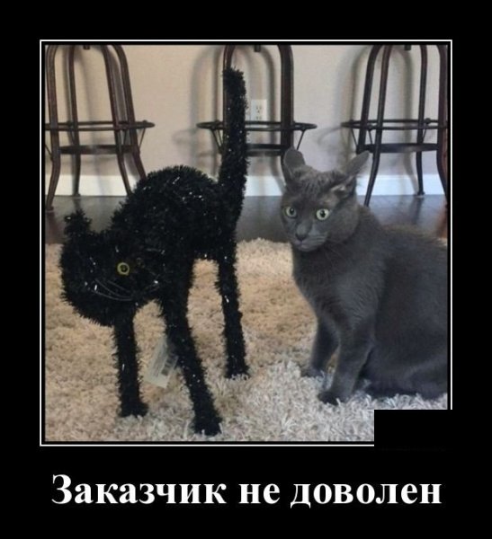 Кот заказчик не доволен