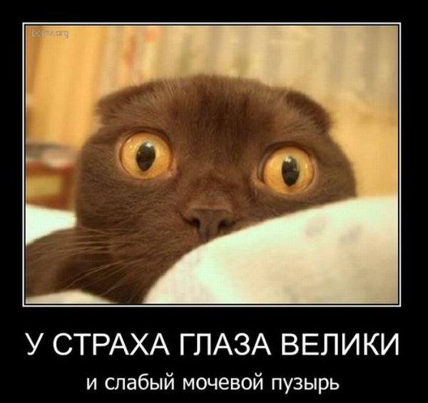 У страха глаза велики картинка прикол