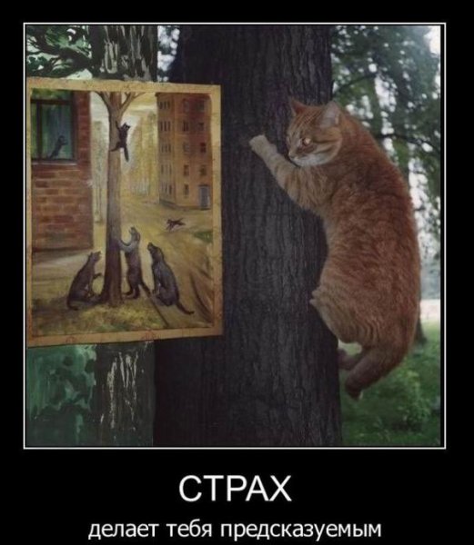 Рыжий кот демотиватор