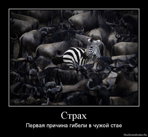 Страх юмор
