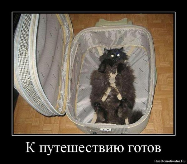 Чемодан юмор