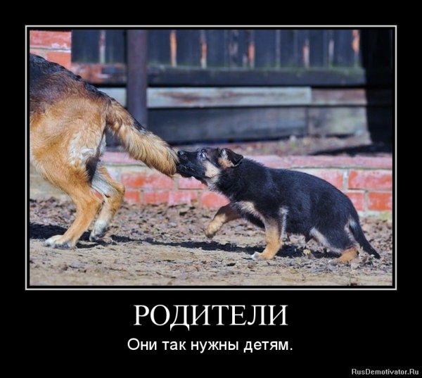 Сергей Зверев Мем