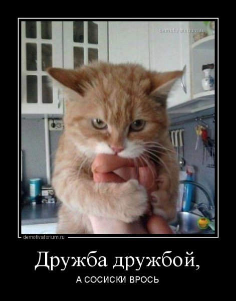 Котик с сосиской
