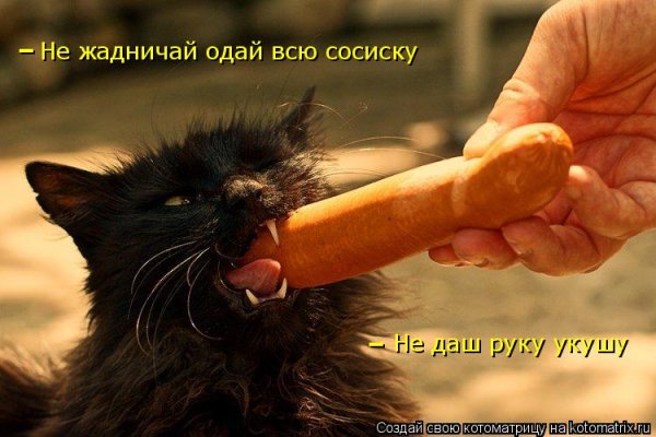 Смешные коты с колбасой
