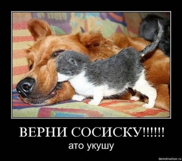 Демотиваторы с котами прикольные