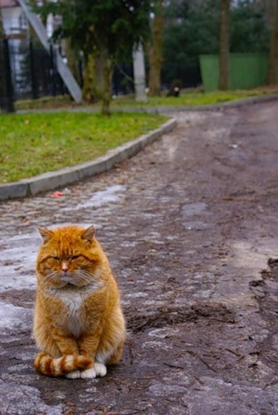 Рыжий кот депрессия
