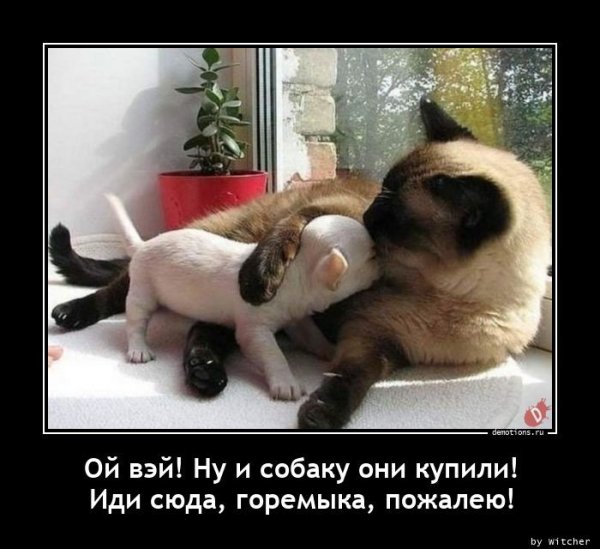 Иди пожалею тебя