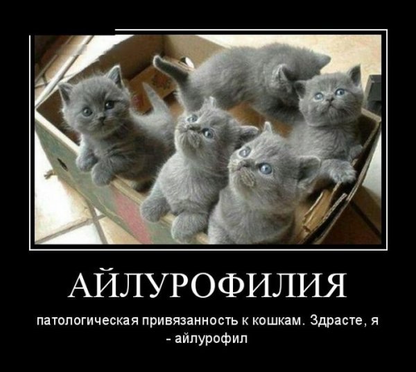 Айлурофилия патологическая привязанность к кошкам